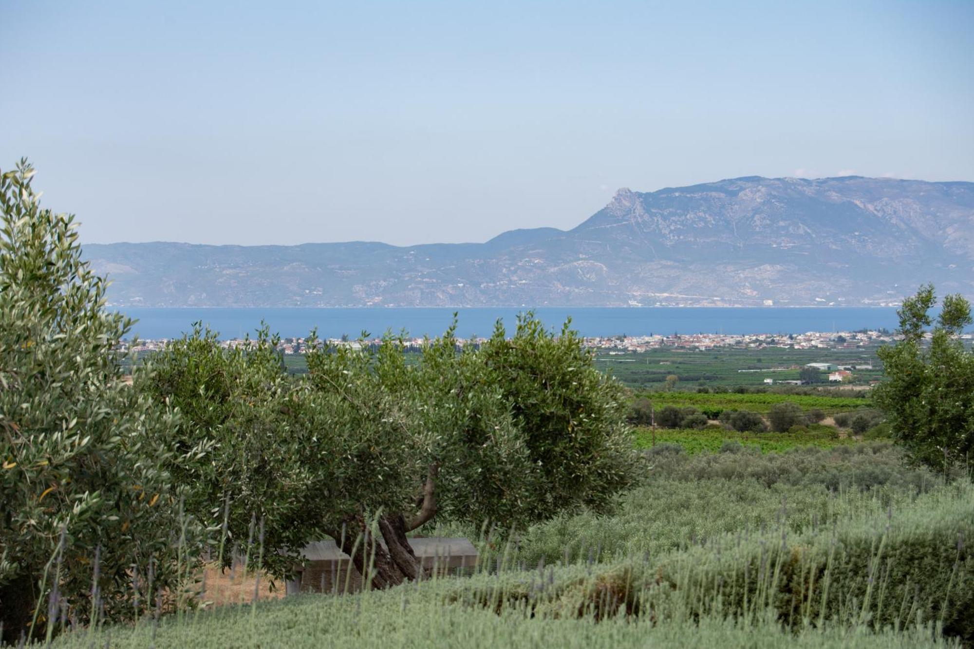 Вілла The Olive Hill Assos  Екстер'єр фото